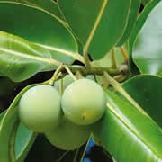 Calophylle