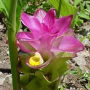 Curcuma