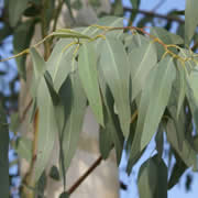 Eucalyptus