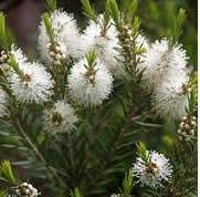 Melaleuca alternifolia