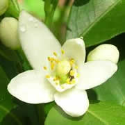 Neroli