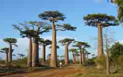 Allée des baobabs, Morondava